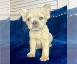 Small Photo #6 French Bulldog Puppy For Sale in PITTSBURGH, PA, USA