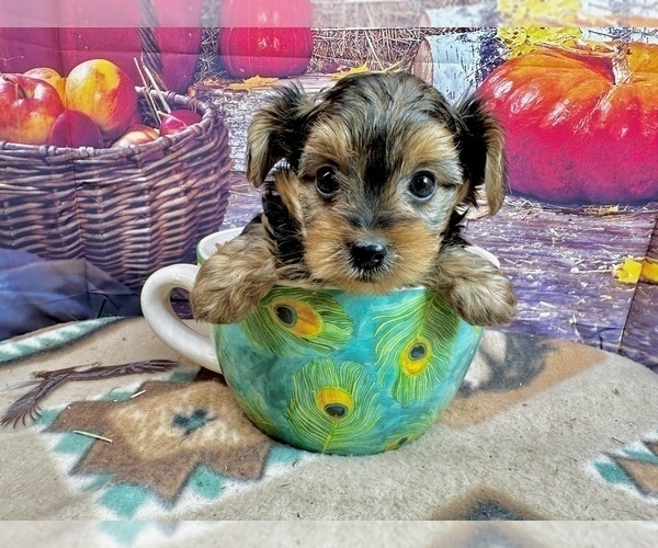 Medium Photo #3 Morkie Puppy For Sale in CASSVILLE, MO, USA