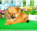 Image preview for Ad Listing. Nickname: Tiny Pomeranian