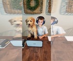 Puppy 2 Goldendoodle