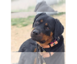 Small #13 Rottweiler