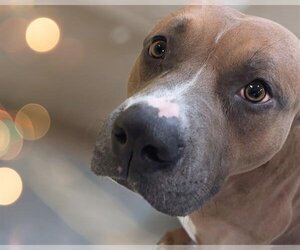 American Pit Bull Terrier-Unknown Mix Dogs for adoption in Tulsa, OK, USA