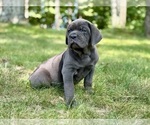 Small #1 Cane Corso