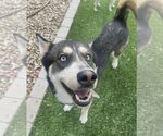 Small Huskies -Siberian Husky Mix