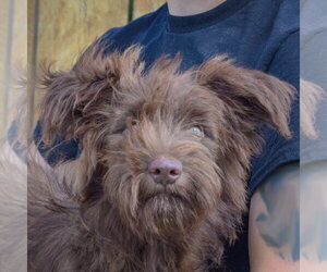 Mutt Dogs for adoption in Huntley, IL, USA
