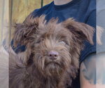 Small Mutt