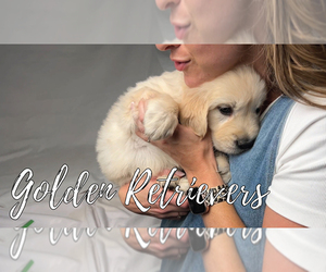 English Cream Golden Retriever Litter for sale in HUDSONVILLE, MI, USA