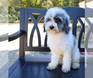 F2 Aussiedoodle Puppy for sale in BLOOMINGTON, IN, USA