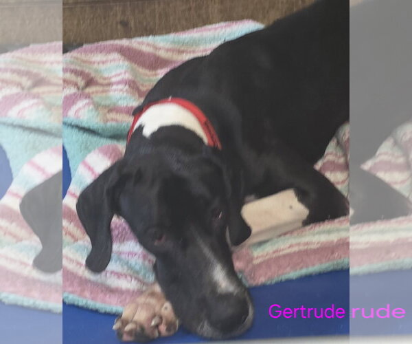 Medium Photo #1 Great Dane Puppy For Sale in Palm Beach, FL, USA