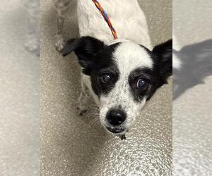 Medium Chihuahua Mix