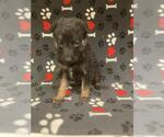 Small #1 German Shepherd Dog