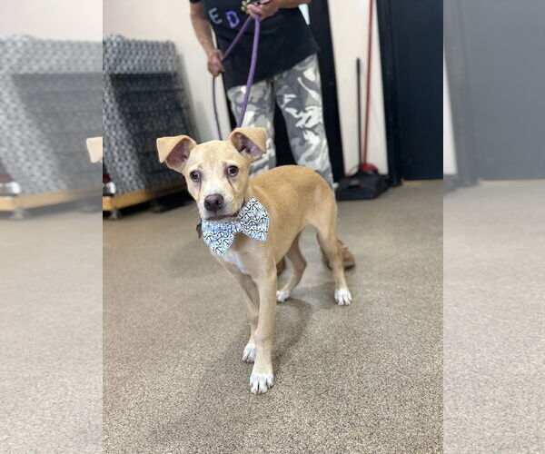 Medium Photo #6 Catahoula Leopard Dog-Labrador Retriever Mix Puppy For Sale in Sanford, FL, USA