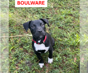 Mutt Dogs for adoption in  Gainesville, FL, USA