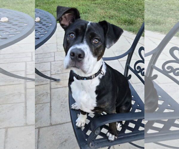 Medium Photo #14 American Pit Bull Terrier-American Staffordshire Terrier Mix Puppy For Sale in Chester, VA, USA
