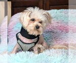 Small Maltese Mix