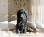 Puppy 1 Goldendoodle mix (+ Poodle Standard)