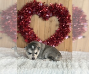 Alaskan Klee Kai-Pomsky Mix Litter for sale in STAPLES, MN, USA