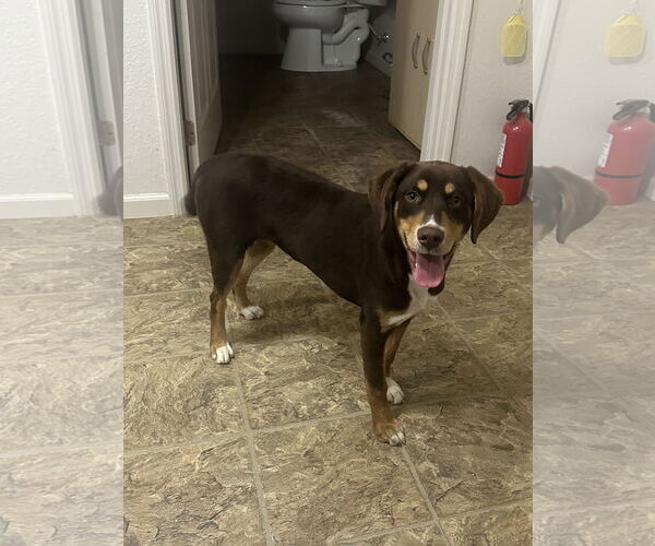 Medium Photo #3 Mutt Puppy For Sale in Eastman, GA, USA