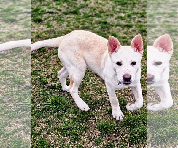 Medium Photo #1 Mutt Puppy For Sale in Salt Lake City, UT, USA