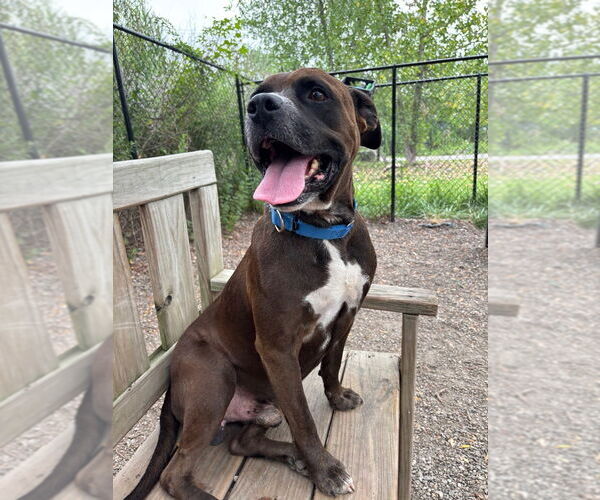 Medium Photo #9 Mutt Puppy For Sale in Elmsford, NY, USA