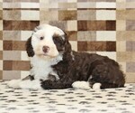 Small #2 Bernedoodle (Miniature)