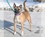 Small Photo #2 Akita-German Shepherd Dog Mix Puppy For Sale in Huntley, IL, USA