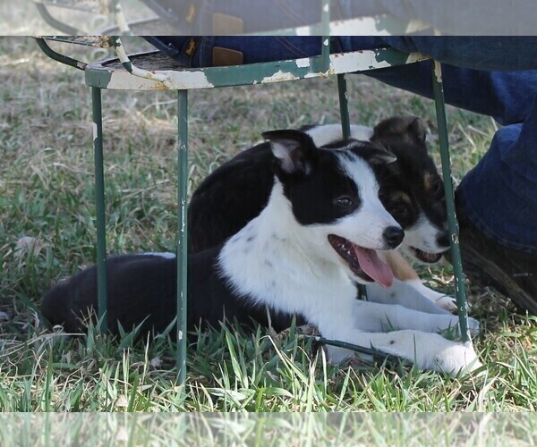 Medium Photo #1 Australian Cattle Dog-Border Collie Mix Puppy For Sale in LEHIGH, IA, USA
