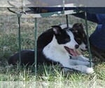 Small Australian Cattle Dog-Border Collie Mix