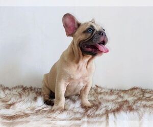 French Bulldog Puppy for sale in HOUSTON, TX, USA