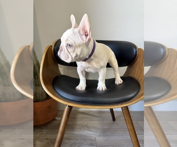 Medium Photo #2 French Bulldog Puppy For Sale in ENGLEWOOD, CO, USA