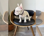 Small #1 French Bulldog