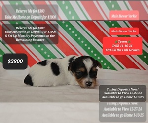 Yorkshire Terrier Puppy for sale in TUCSON, AZ, USA