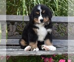 Small Photo #1 Bernese Mountain Dog Puppy For Sale in MILLERSTOWN, PA, USA