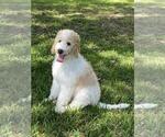 Small Photo #15 Goldendoodle Puppy For Sale in BRANDON, FL, USA