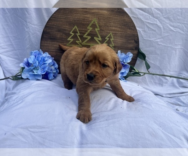 Medium Photo #7 Golden Retriever Puppy For Sale in YELM, WA, USA