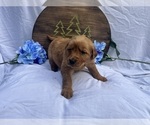 Small #6 Golden Retriever