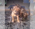 Small #6 Mutt