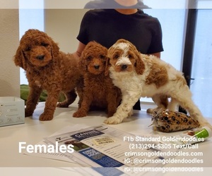 Goldendoodle Puppy for sale in BREA, CA, USA