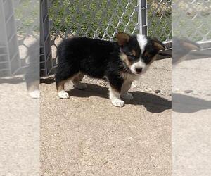 Cowboy Corgi Puppy for sale in BRIGGSDALE, CO, USA