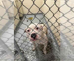 American Pit Bull Terrier-Unknown Mix Dogs for adoption in Anchorage, AK, USA