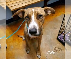 Callie (coming soon) - Female Mutt Dog for Adoption - Photo #2