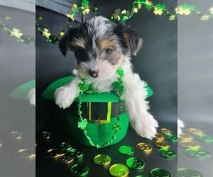 Biewer Terrier Puppy for sale in CARTERSVILLE, GA, USA