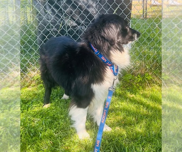 Medium Photo #2 Border-Aussie Puppy For Sale in Highland, IL, USA