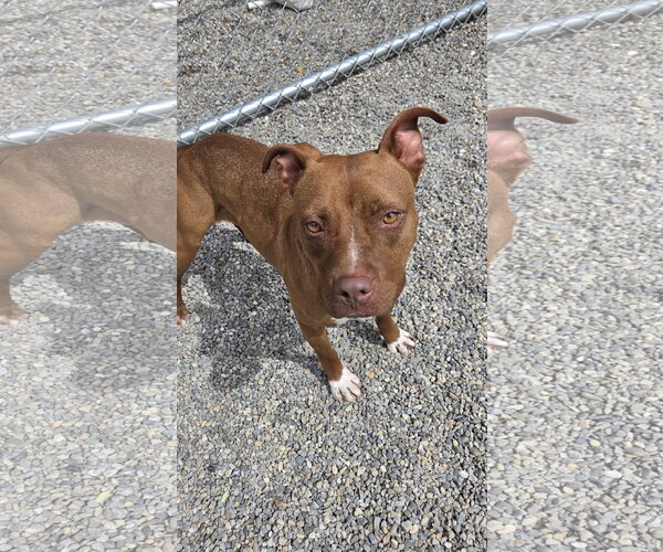 Medium Photo #10 Mutt Puppy For Sale in Rockaway, NJ, USA