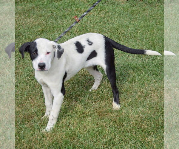 Medium Photo #3 American Staffordshire Terrier-Unknown Mix Puppy For Sale in Huntley, IL, USA