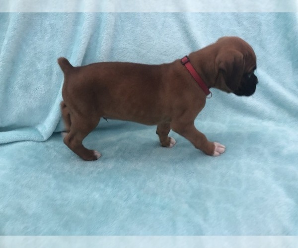 Medium Photo #2 Boxer Puppy For Sale in TAFT, TN, USA