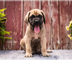 Puppy Rodney Mastiff