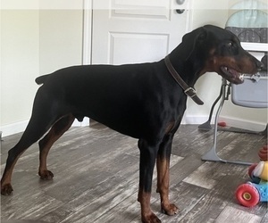 Father of the Doberman Pinscher puppies born on 06/06/2026