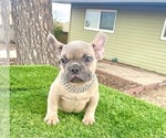 Small #3 French Bulldog