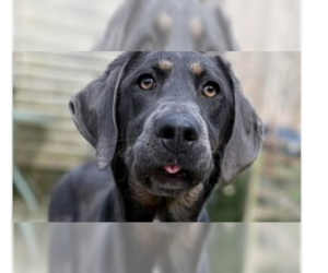 Labmaraner Dogs for adoption in Springdale, PA, USA